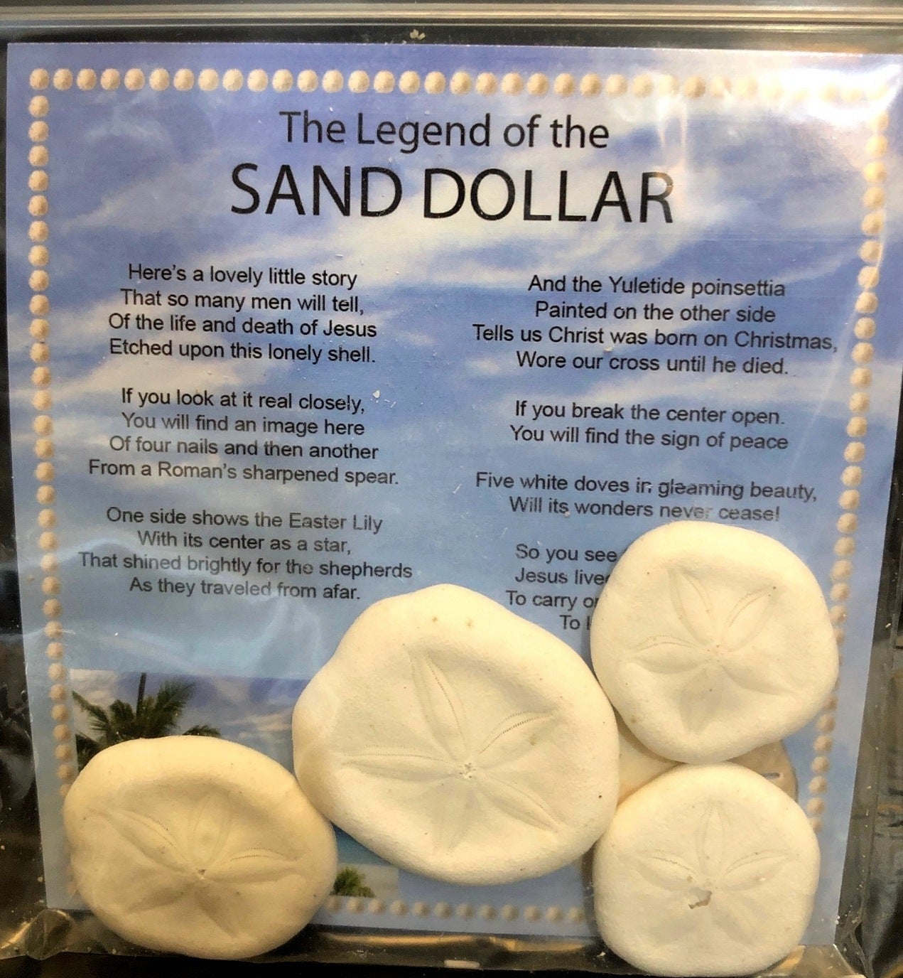 Sand Dollar Set of 50 Real Sand Dollars .5 - .75 Sand Dollar