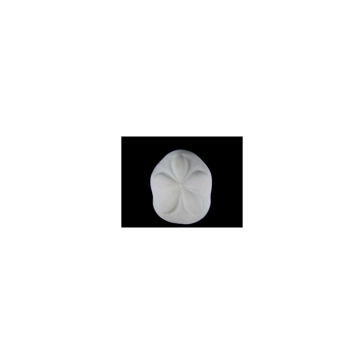 SEA BISCUIT SMALL