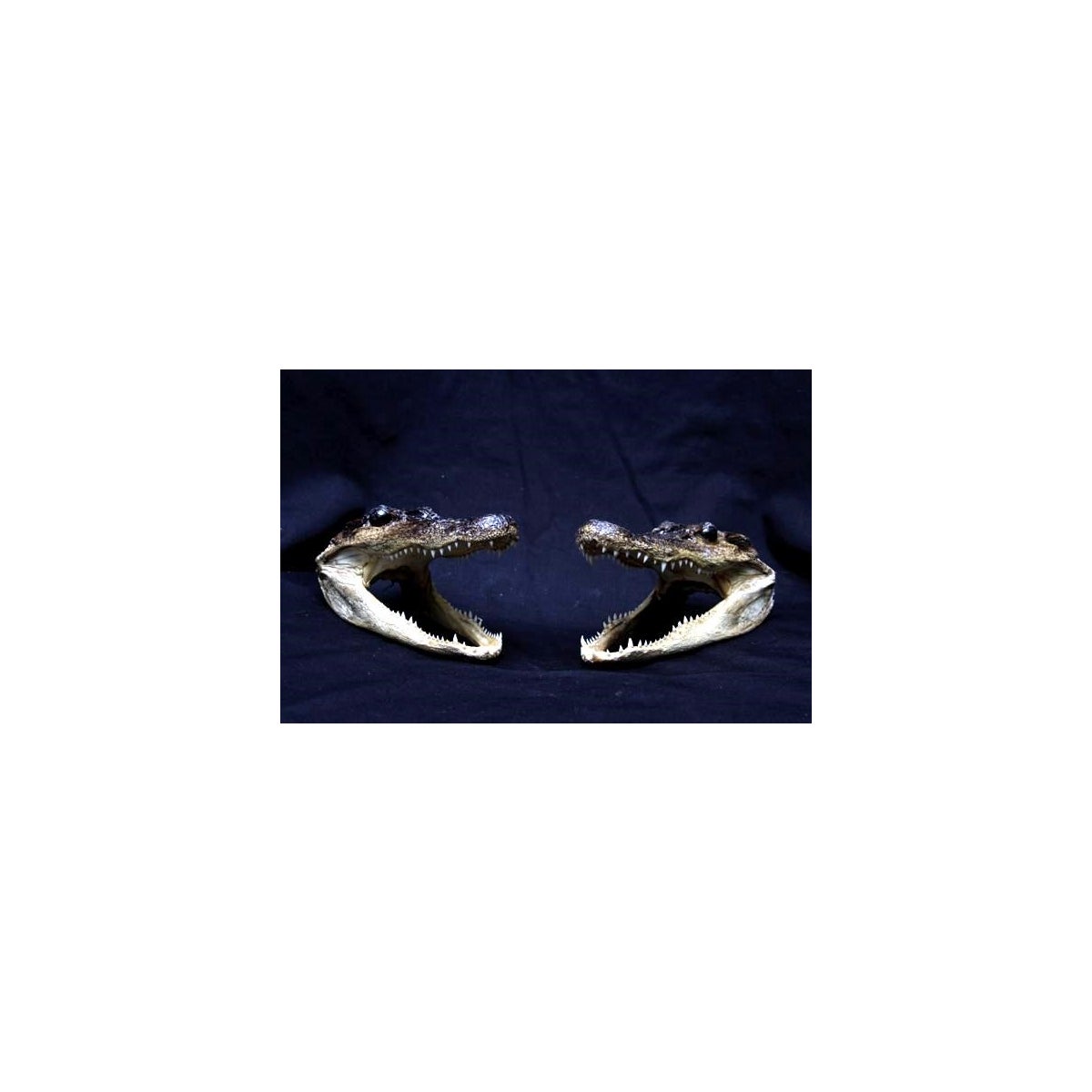 GATOR HEADS 5-6"