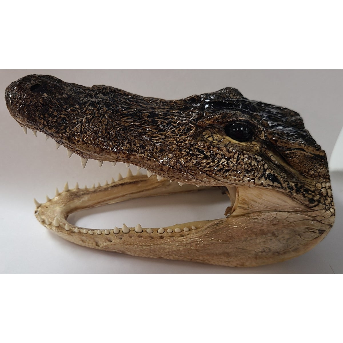 GATOR HEADS 8-9"