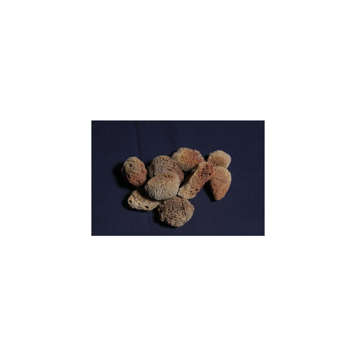 SEA SPONGE 1 1/2 - 3"
