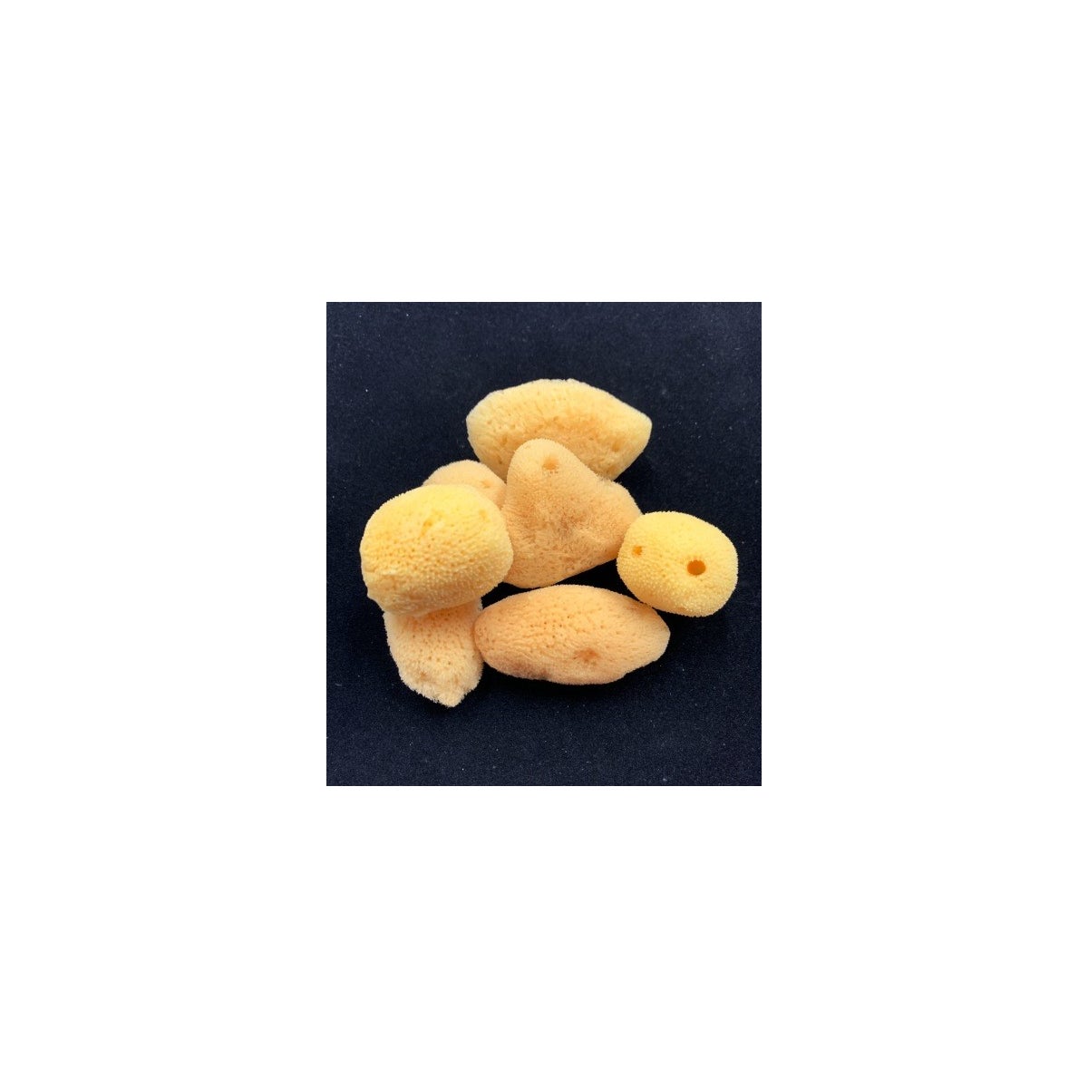 COSMETIC SEA SPONGE