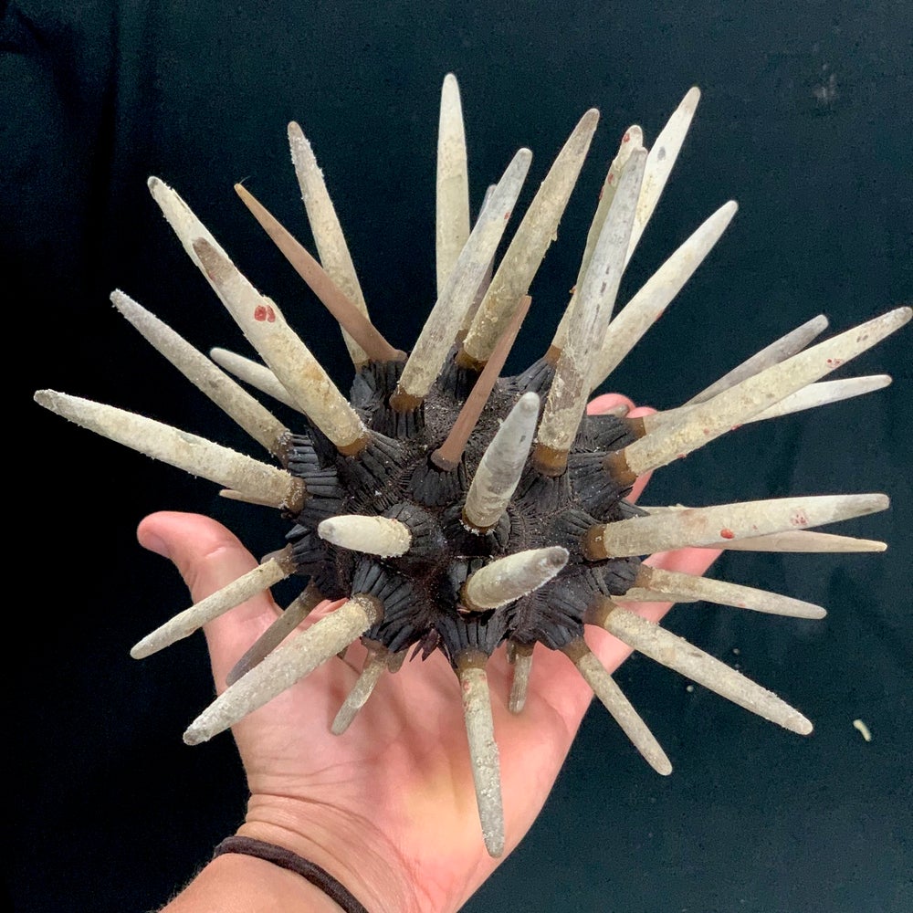 sea urchin spines