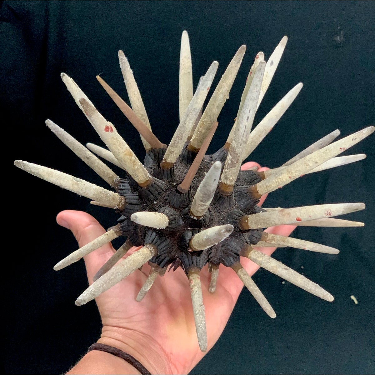CLUB URCHIN 7" W/ SPINES
