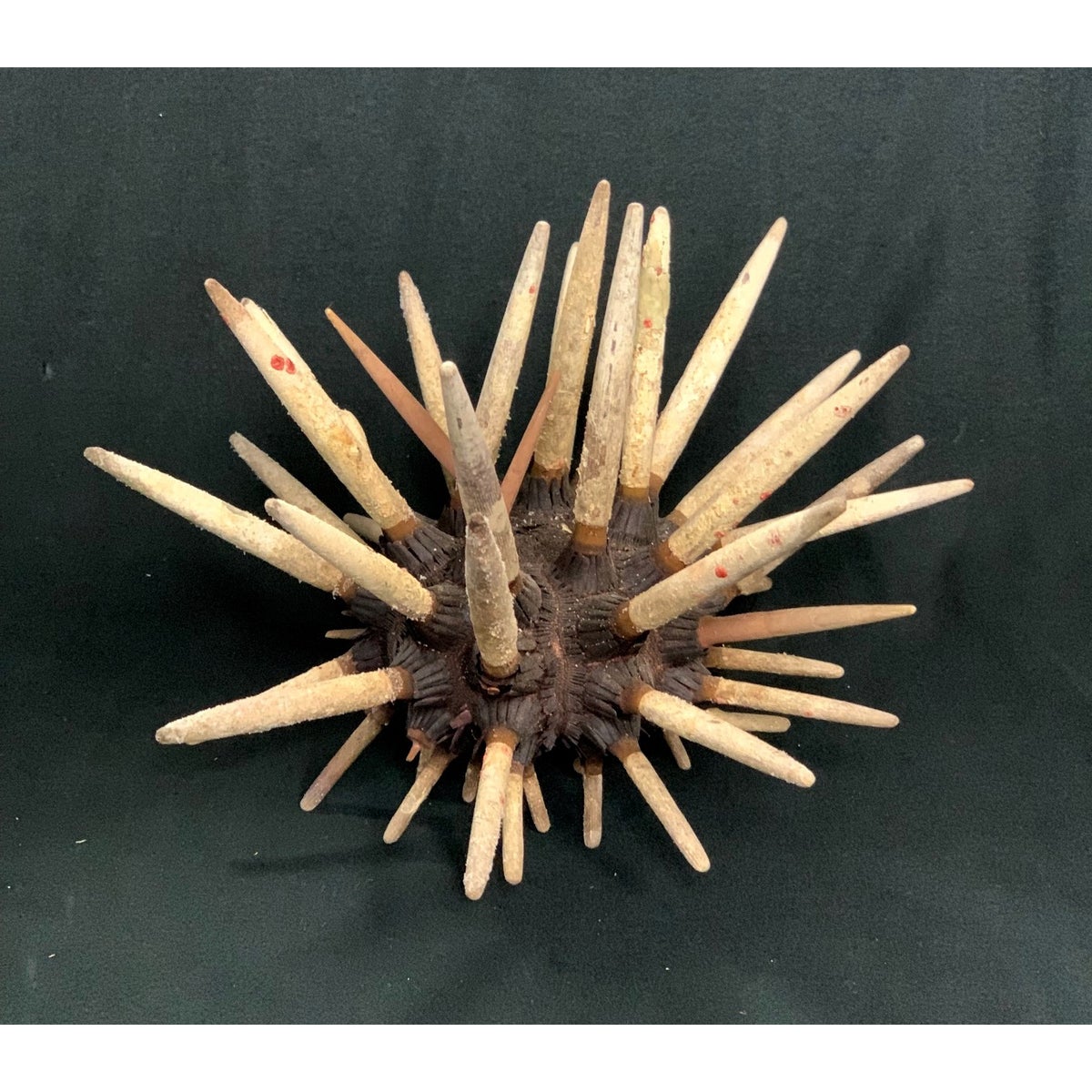CLUB URCHIN 7" W/ SPINES