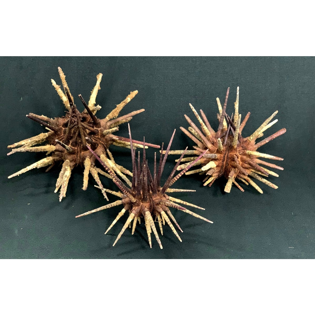 ZEBRA URCHIN W/ SPINES