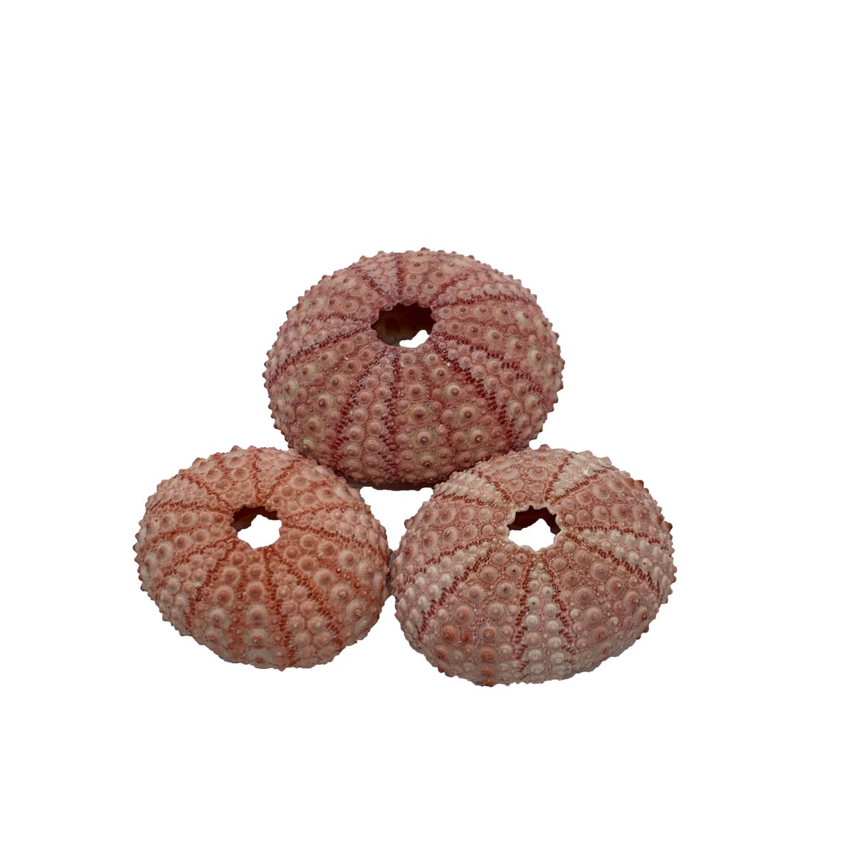 PINK SEA URCHIN 2"