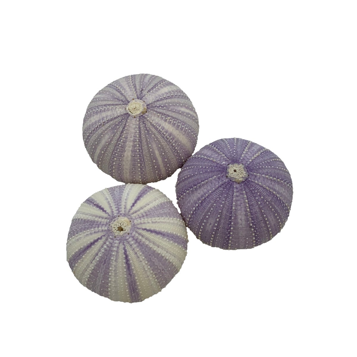 2" PURPLE SEA URCHIN