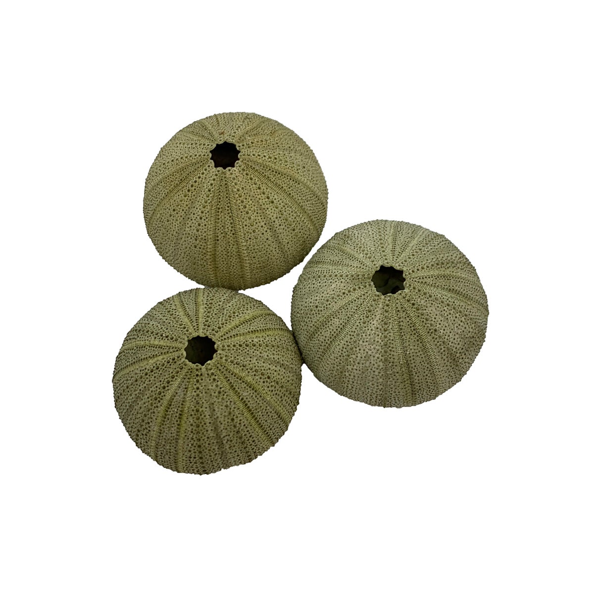 GREEN SEA URCHIN 2 1/2"
