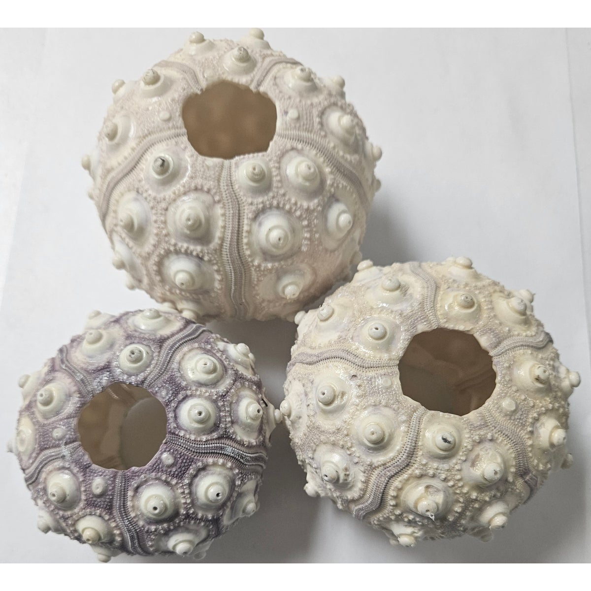 SPUTNIK SEA URCHIN