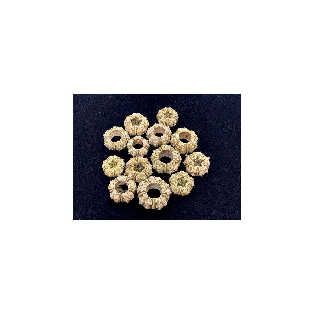 MINI GREEN SPUTNIKS 1.25"