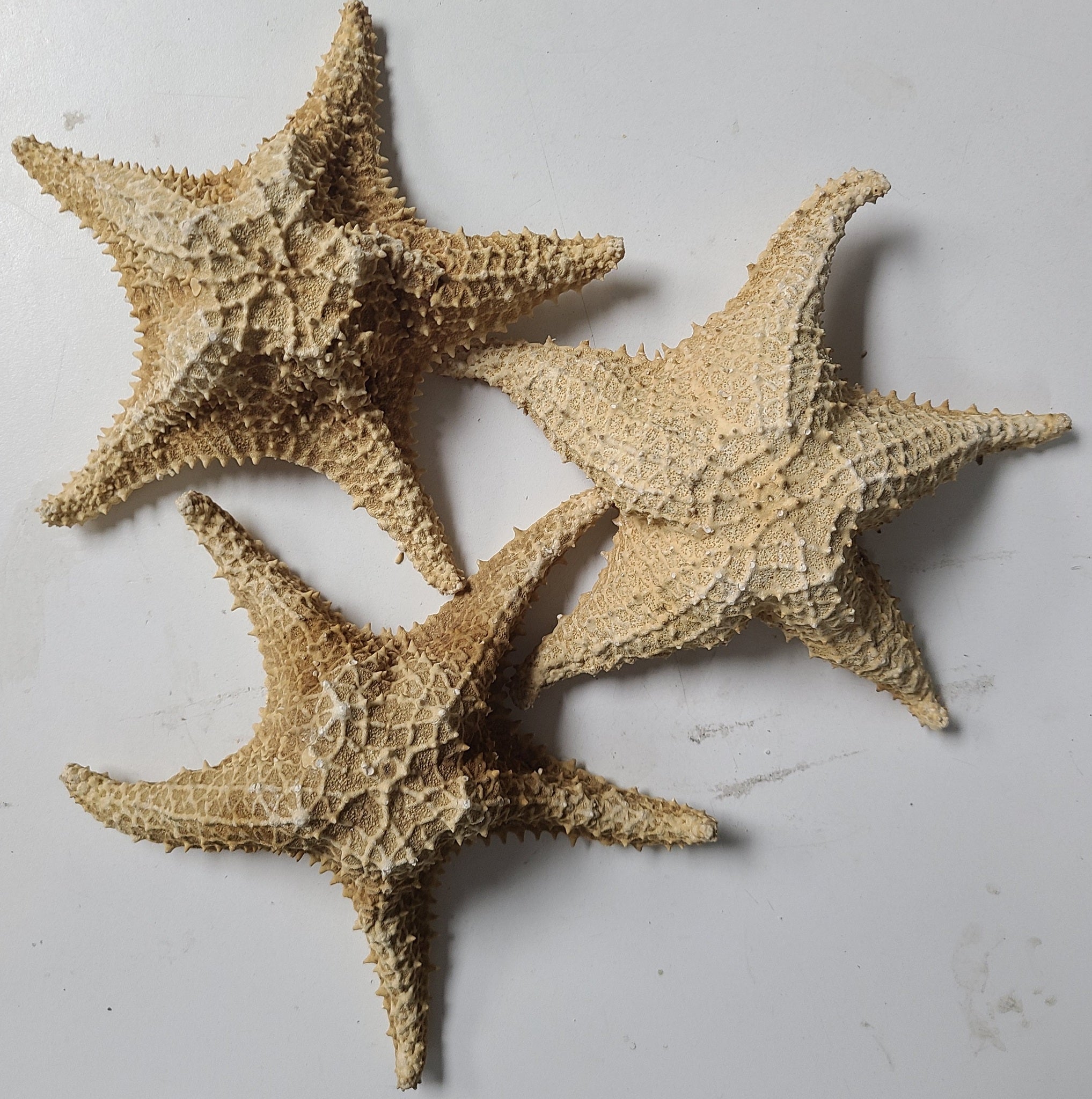  Sugar Starfish - 4 - 6 Real Large Brown Sugar Starfish - 2  Pack - Real Starfish - Aquarium Natural Decorations - Star Fish for Crafts  - Large Starfish - Large