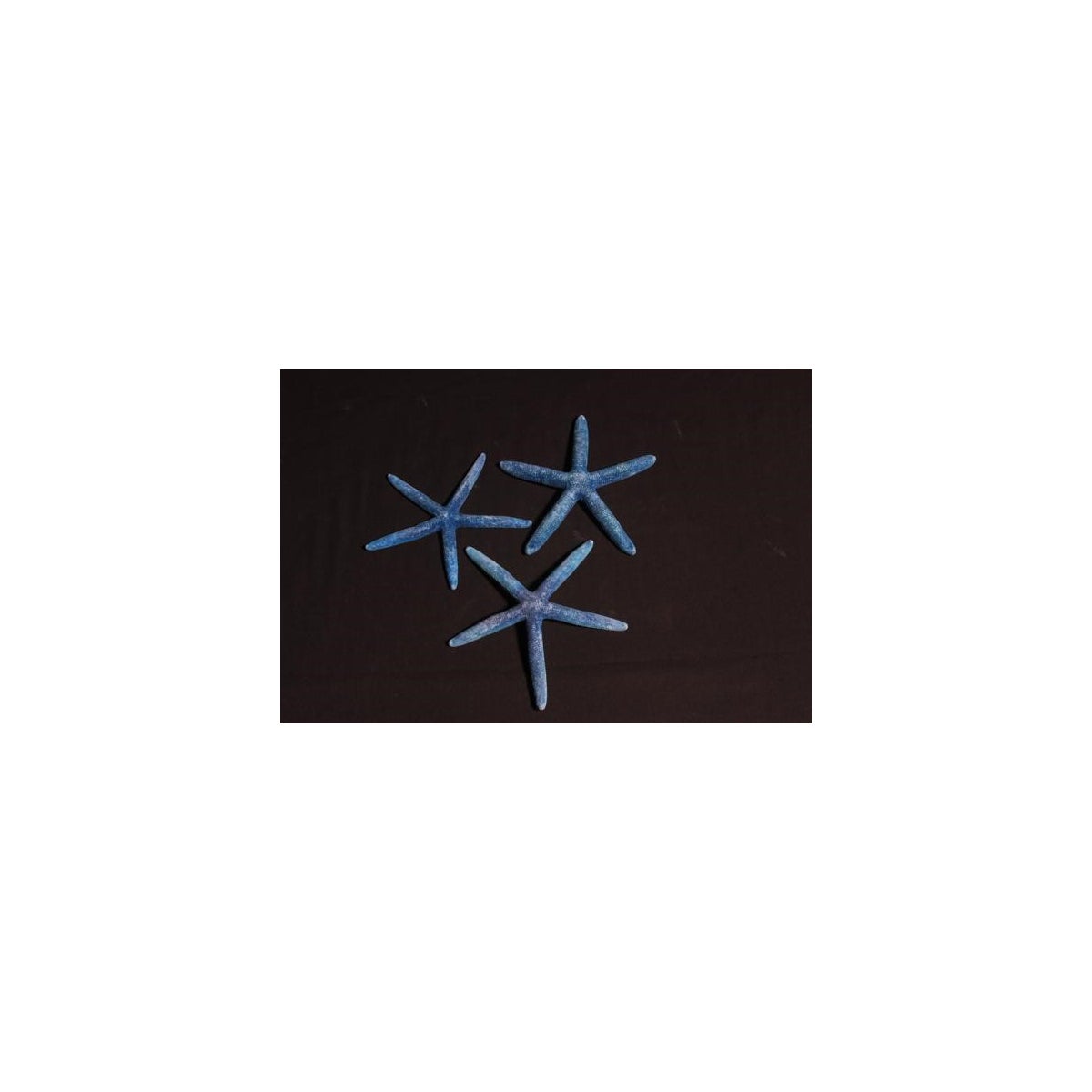 3.5-4.5" BLUE STAR