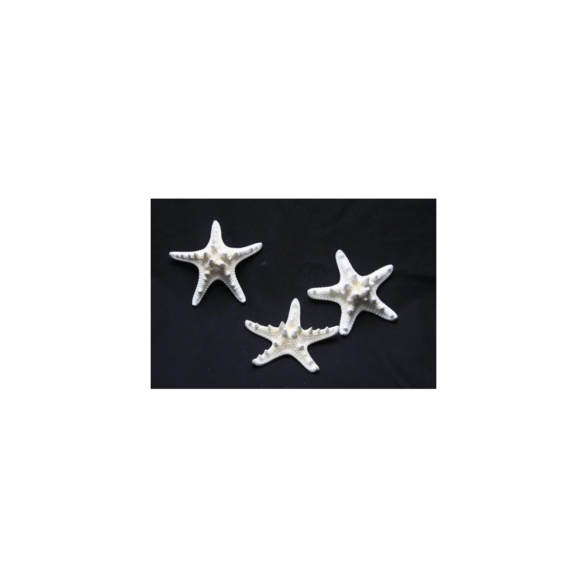2-3" KNOBBY STAR