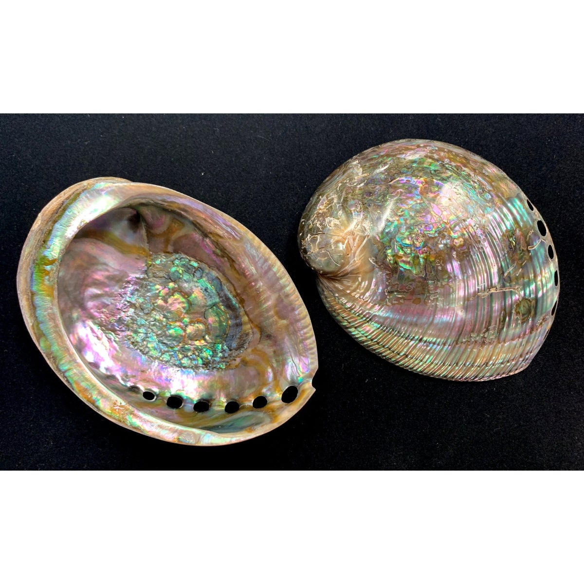 5-5.5" GREEN ABALONE