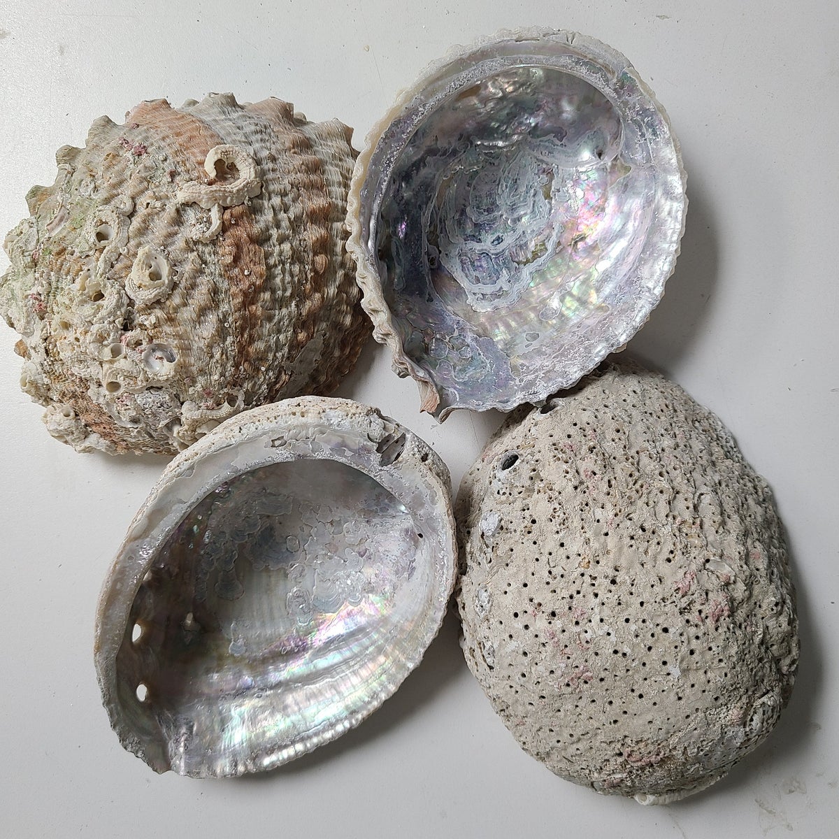 4-6" ANTIQUE ABALONE