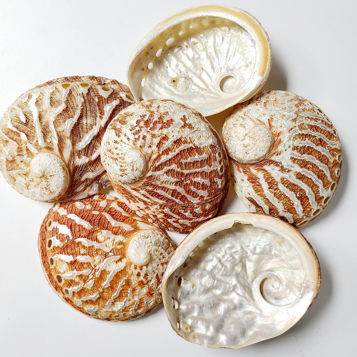 ABALONE RUBRA 5-6”