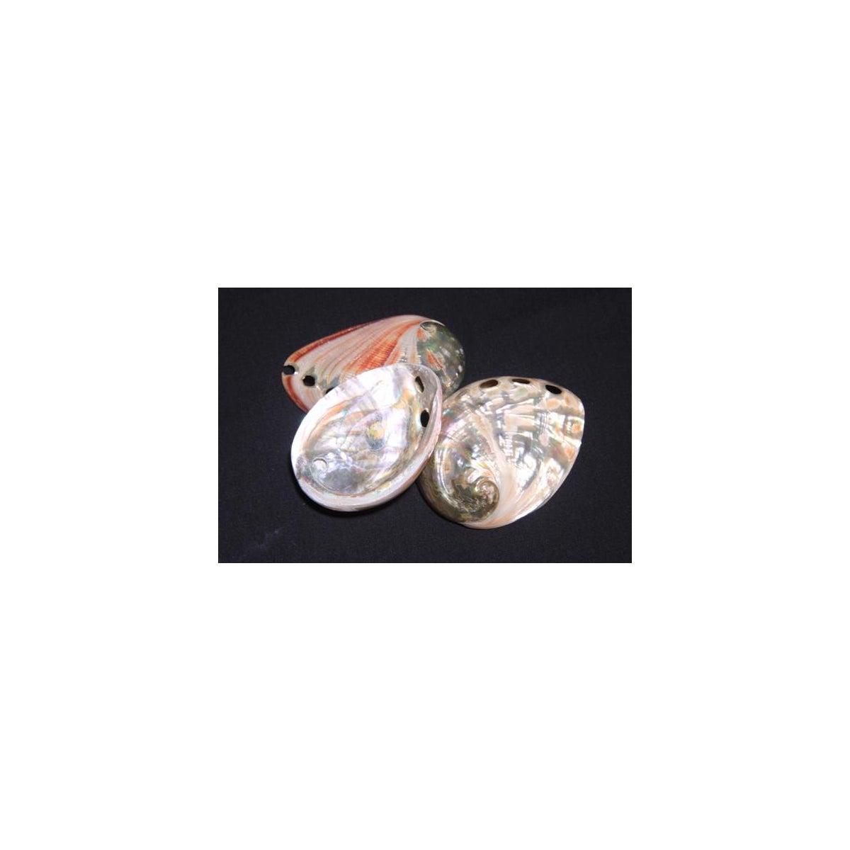 RED ABALONE 2.5-3"
