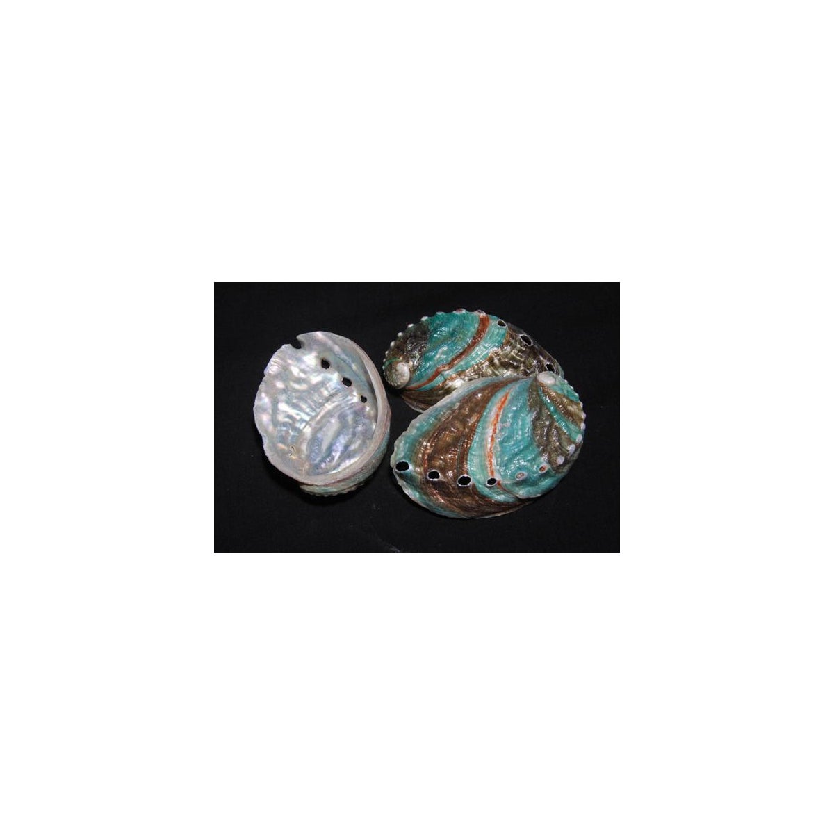 KAMSTCHA ABALONE 3-4"