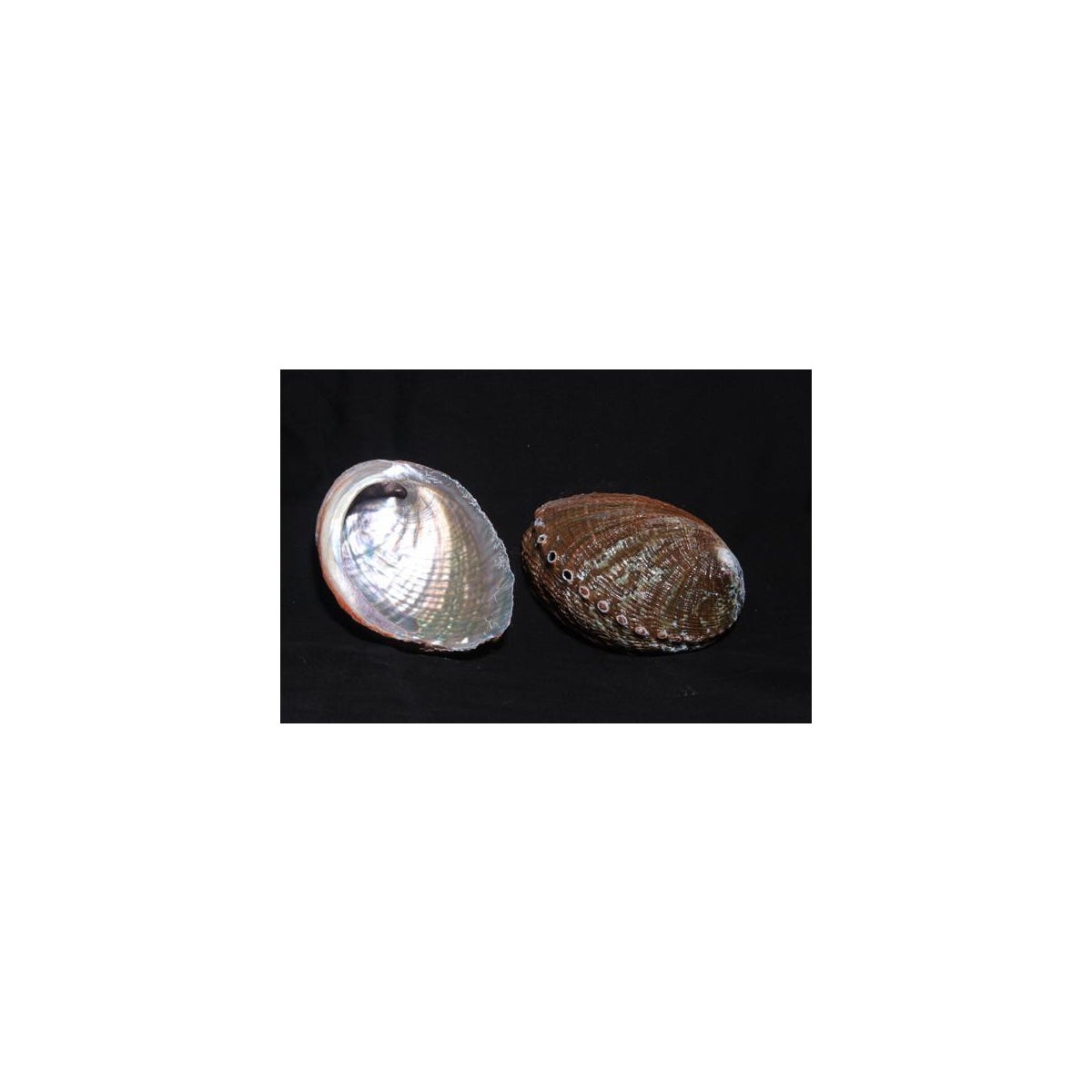 5-6" ABALONE GREEN