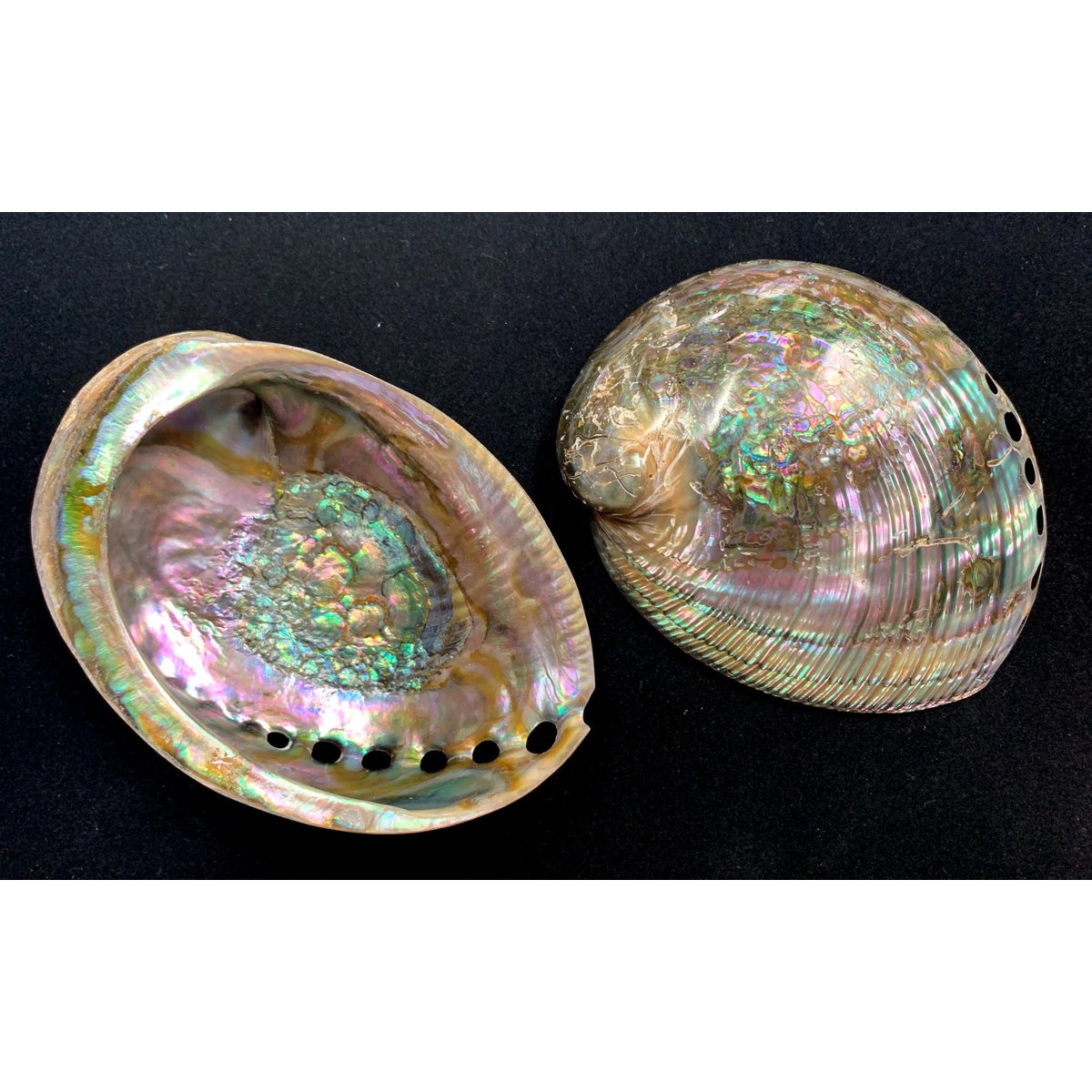 6-6.5" GREEN ABALONE