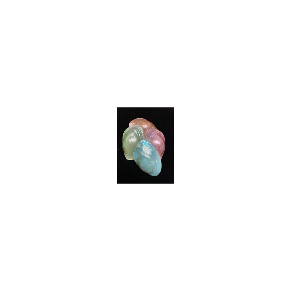 3.5" MUSSEL PAIRS PASTEL