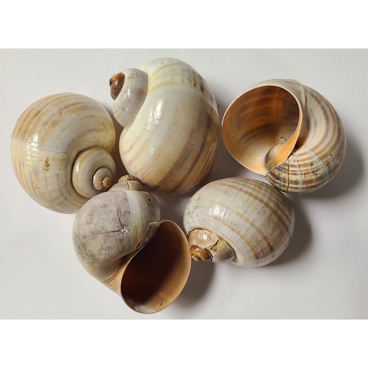 3-4" DARK SNAIL