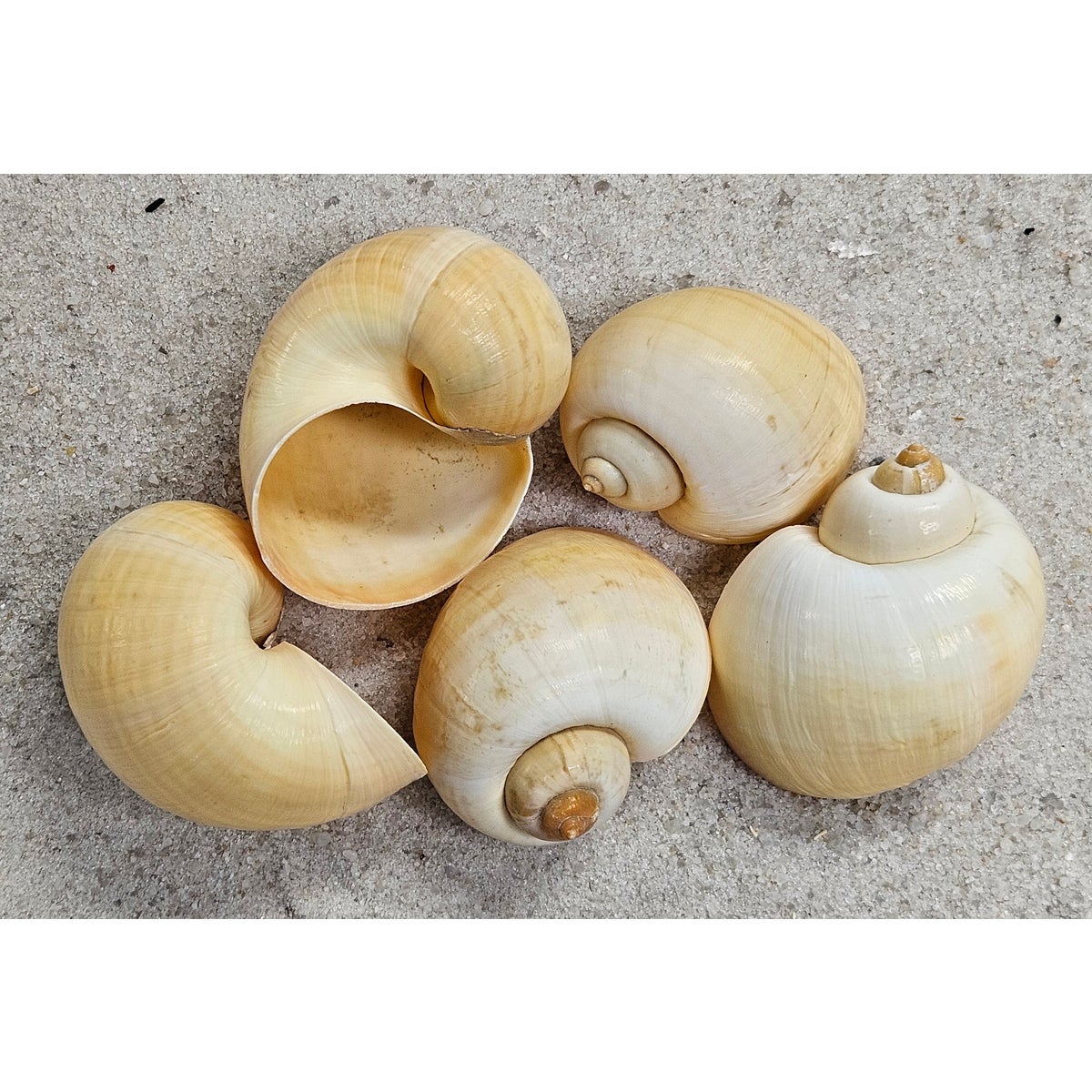 2-2.5” FRESHWATER SNAIL