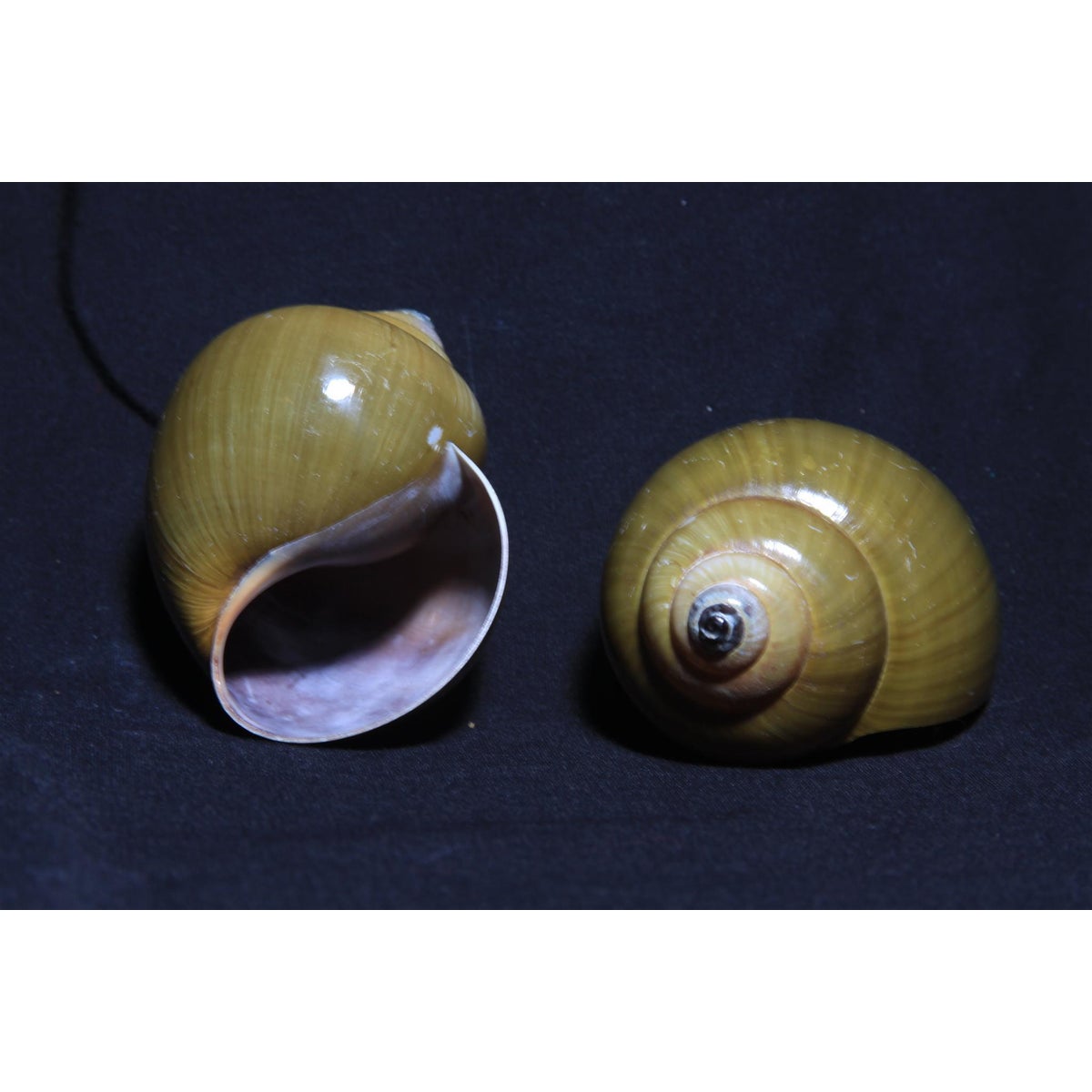 SNAIL THAI 2.5"