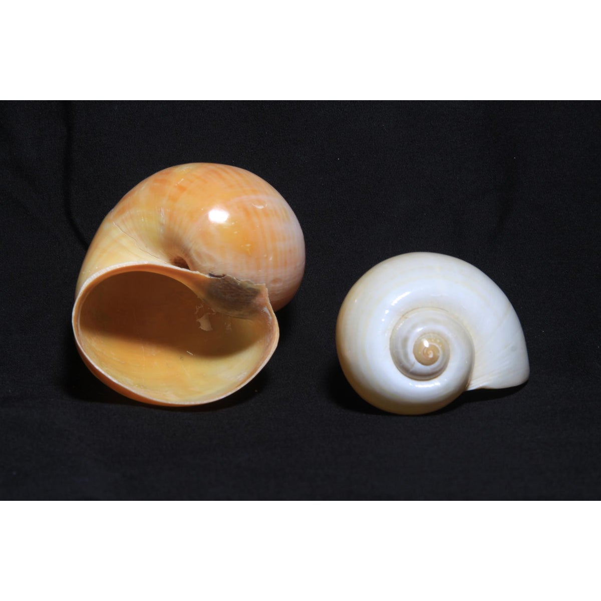 SNAILS RICE 2.5" up