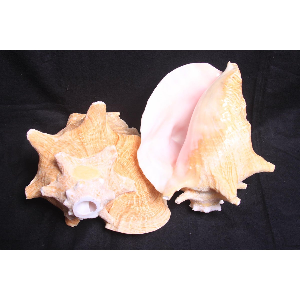 PINK CONCH HORN 7-8"