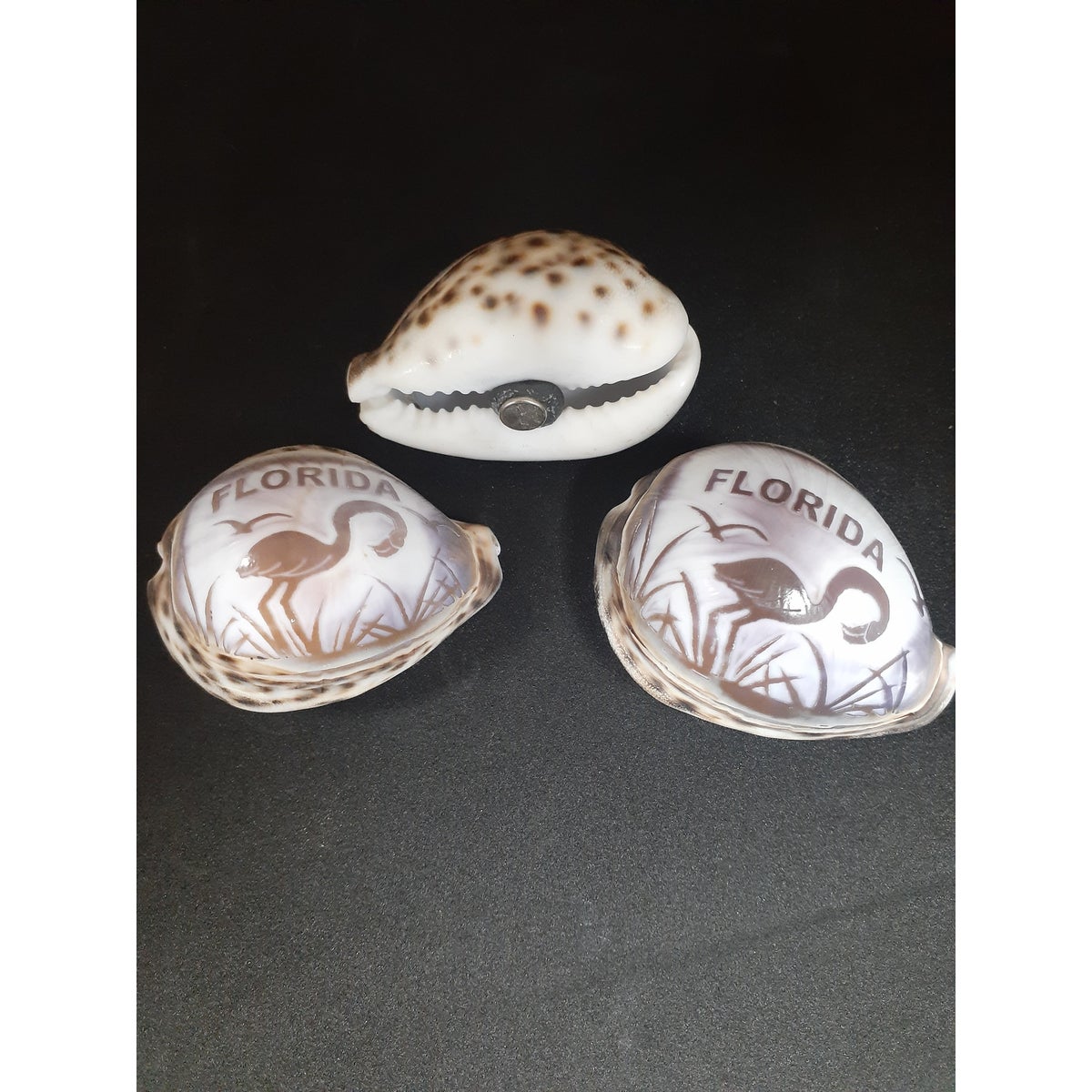 COWRIE MAGNET FLORIDA CARVED