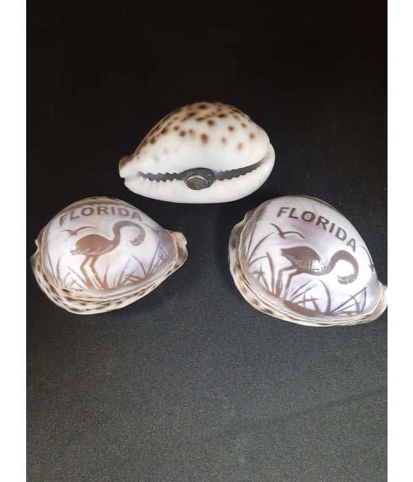 COWRIE MAGNET FLORIDA PAINTED