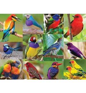 Birds of Paradise - 500 pc