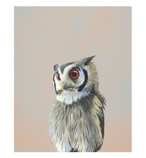 8 x 10 Panel - African Scops Owl