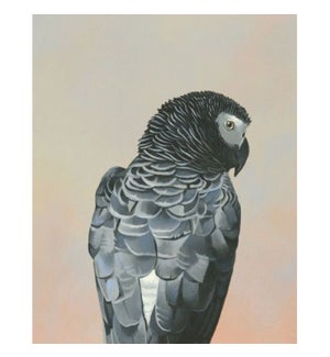 8 x 10 Panel - African Grey Parrot