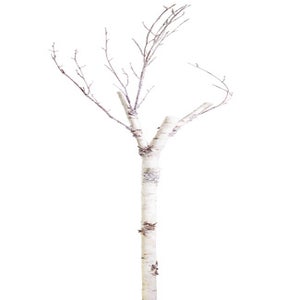 Twigs and Branches