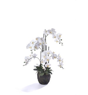 White Phalaenopsis with Black Pot 43in