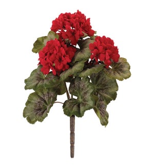 Geranium Bush