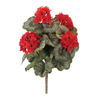 Geranium Bush
