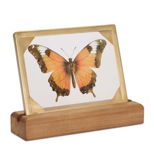 Butterfly Decor