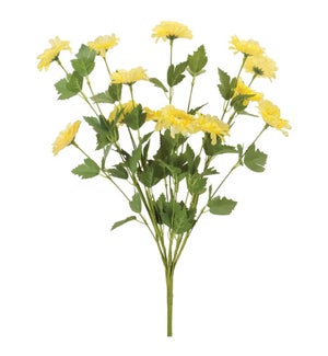 Gerbera Daisy Bush