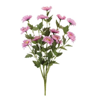Gerbera Daisy Bush
