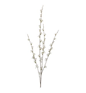 Blossom Branch