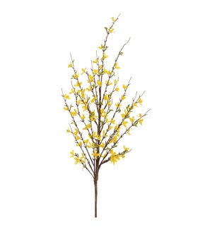 Forsythia Branch
