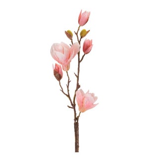 Magnolia Branch