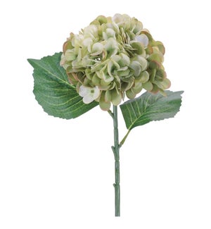 Hydrangea Stem