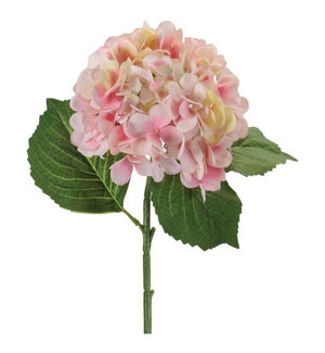 Hydrangea Stem