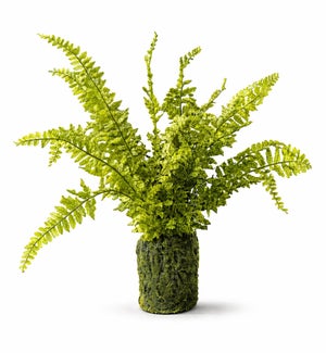 Potted Fern