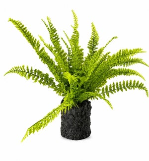 Potted Fern